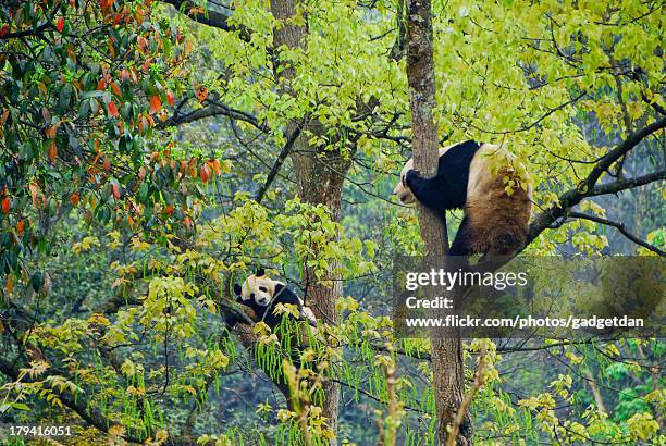 pandas in bifengxia - pandya stock pictures, royalty-free photos & images