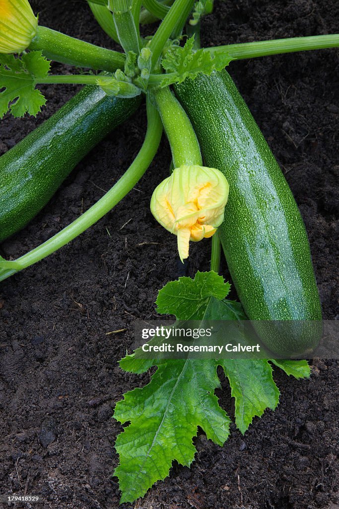 Healthy organic courgettes growing in garden.