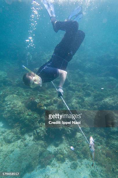 underwater spear-fishing in action, izu islands - angel of death stock-fotos und bilder
