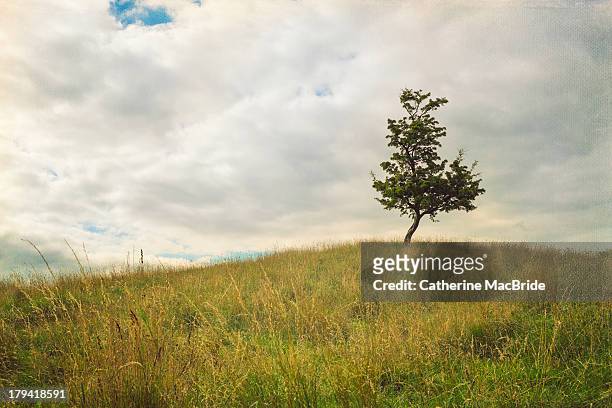 hawthorn tree on a hill - hawthorn,_victoria stock pictures, royalty-free photos & images