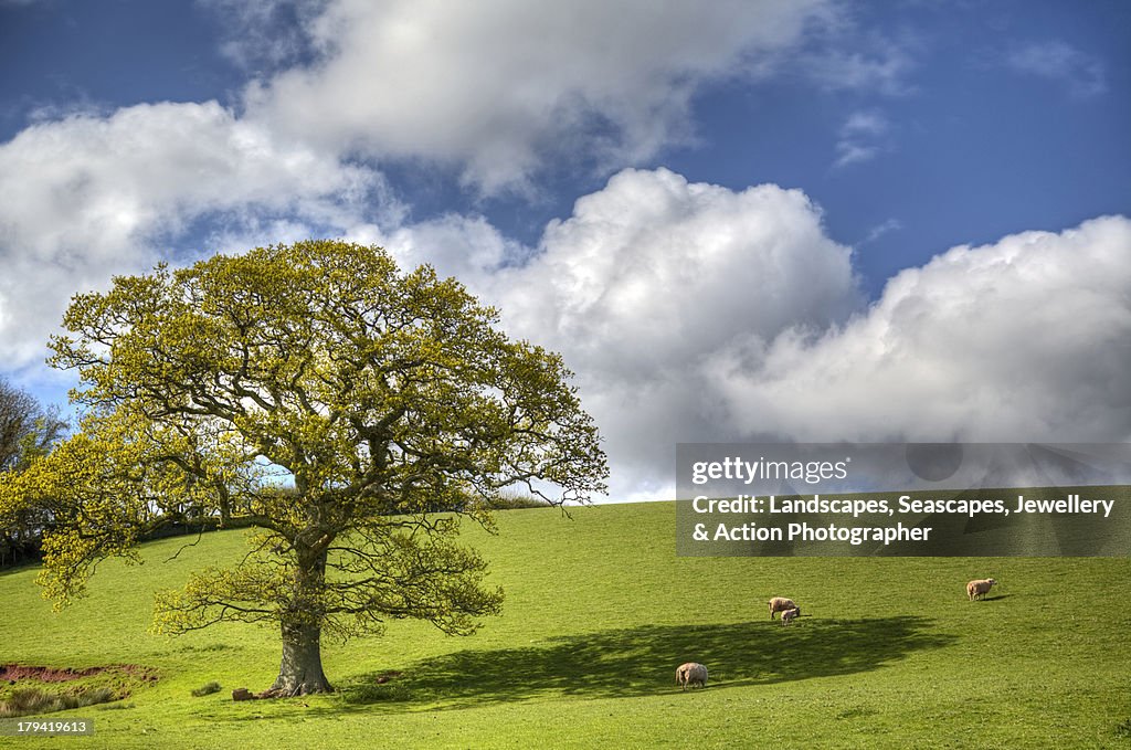 Devon Spring Time Devon Spring Scene High-Res Stock Photo - Getty Images
