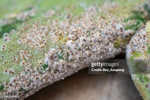 Sap Drinking Insect 120 Sap Sucking Insects Stock Photos, High-Res Pictures, and Images ...