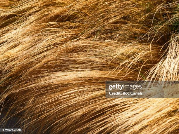 marram grass - riet-grassenfamilie stockfoto's en -beelden