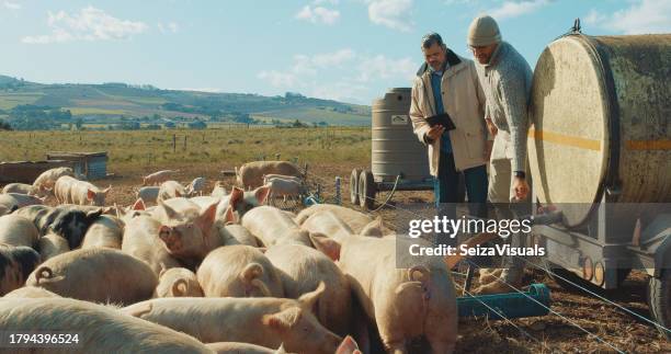 men, pig and farming with food, tablet or analysis in field, check health and wellness for agriculture. farmer, tank and liquid for animal herd on touchscreen, thinking or sustainable meat production - gris bildbanksfoton och bilder