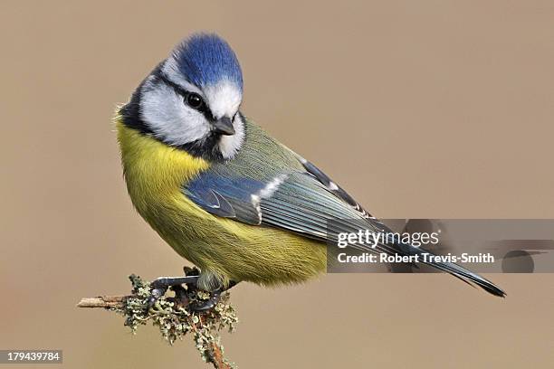 blue tit - bluetit fotografías e imágenes de stock