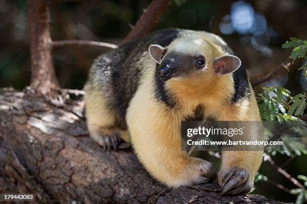 southern tamandua - ameisenbär stock-fotos und bilder