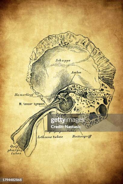 the tympanic membrane and the eardrum - anvil stock illustrations