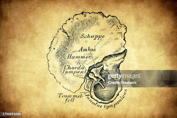 the child's eardrum and auditory ossicles from the inside - percussion section stock illustrations