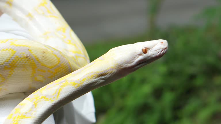 Yellow Python 4k 23 Yellow Python Stock Videos, Footage, & 4K Video Clips - Getty Images