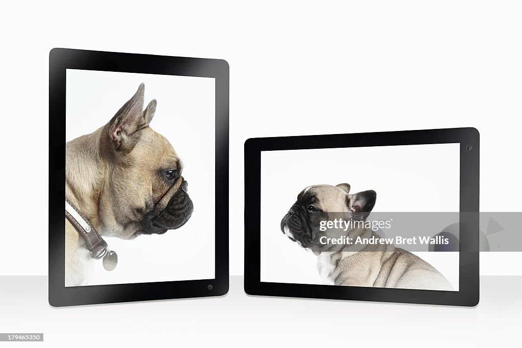 French bulldog mother and pup greet on-line