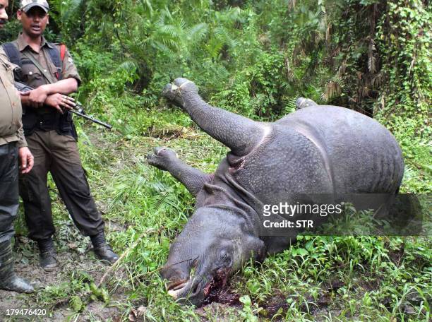 Indian forest officials stand near the body of a One-Horned Rhinoceros, which was killed and de-horned by poachers, near Tunakuti forest camp under...