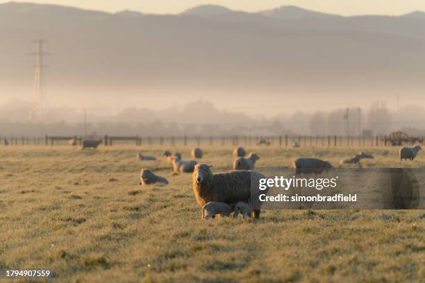 sheep and lambs in new zealand - canterbury plains stock pictures, royalty-free photos & images