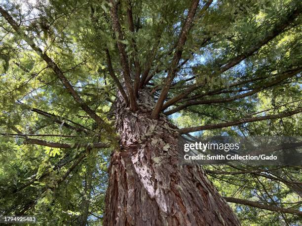 Looking up at the canopy of a majestic redwood tree in a forest near Golden Gate Live Steamers, Grizzly Peak Boulevard, Oakland, California, July 22,...