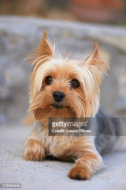 portrait of a miniature yorkie terrier - terrier du yorkshire photos et images de collection
