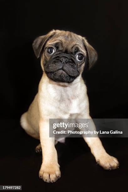 pug puppy - pug portrait stock pictures, royalty-free photos & images