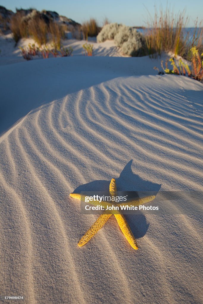 Starfish on a sand dune.