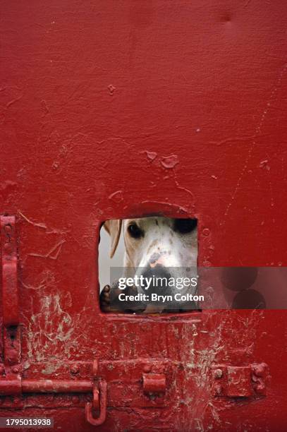 An English foxhound looks through a hole in the door of the kennels of the local hunt in Dulverton, Somerset, UK, on Friday, October 28, 1988.