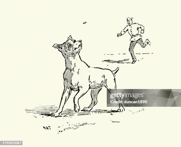skizze eines hundes, der ein von seinem besitzer geworfenes leckerli fängt, 19. jahrhundert - hundeknochen stock-grafiken, -clipart, -cartoons und -symbole