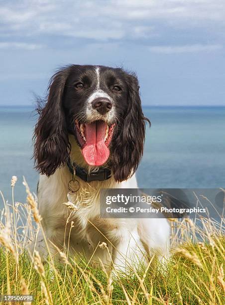 english springer spaniel - english springer spaniel stock pictures, royalty-free photos & images