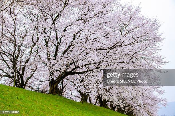 sakura in a cloudy day - 桜並木 ストックフォトと画像