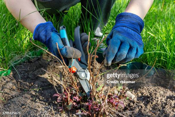 pruning shears - hands in work gloves cutting a bush in a flowerbed in garden - plant cutting stock pictures, royalty-free photos & images