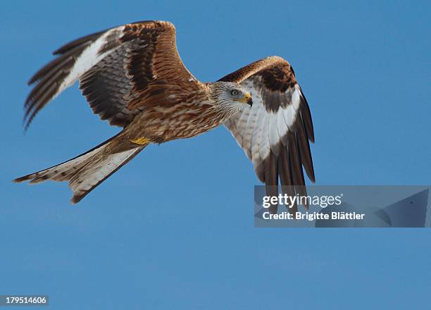 rotmilan / red kite - rotmilan stock-fotos und bilder