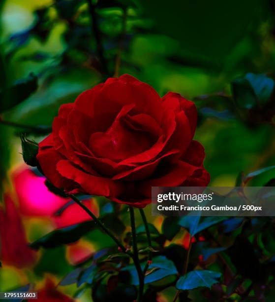 close-up of red rose - francisco gamboa stock pictures, royalty-free photos & images