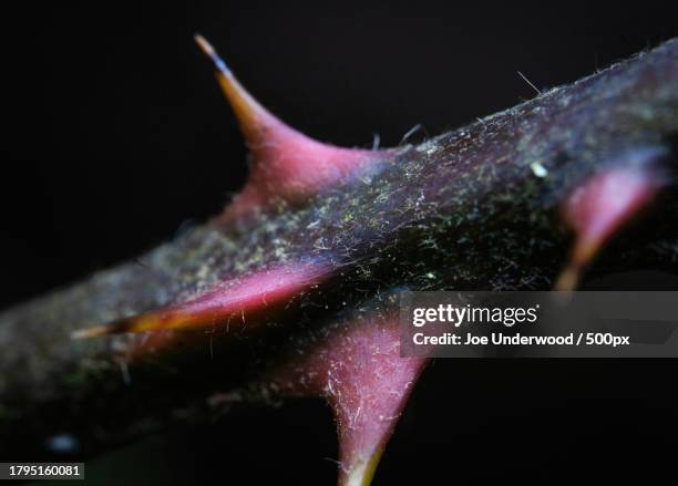 close-up of flower against black background - endoscheletro foto e immagini stock