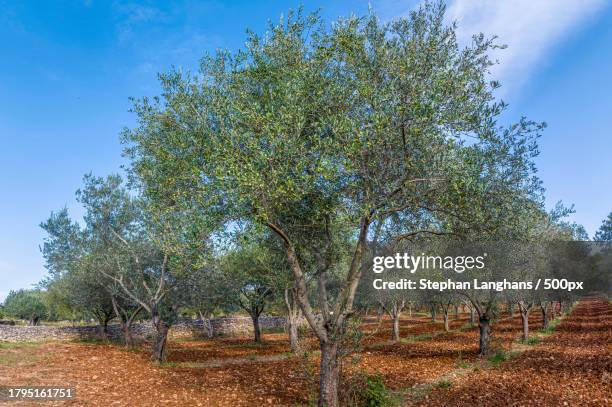 trees on field against clear sky - antiparasitic stock pictures, royalty-free photos & images