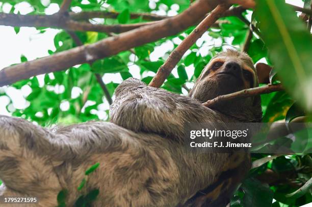 sloth bear between trees - three toed sloth stock pictures, royalty-free photos & images