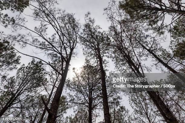low angle view of trees against sky - the storygrapher fotografías e imágenes de stock
