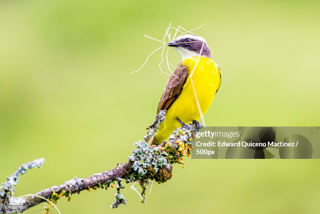 Close-up of insect on plant,Santa Rosa de Cabal,Risaralda,Colombia