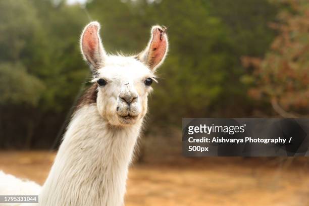 portrait of kangaroo standing on field,united states,usa - funny llama stock-fotos und bilder