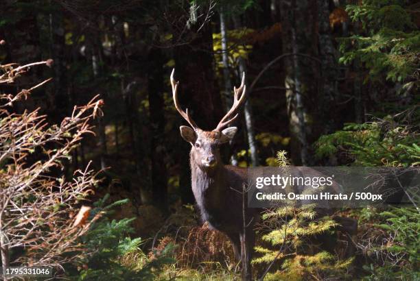 portrait of white standing in forest - deer antler tree stock pictures, royalty-free photos & images