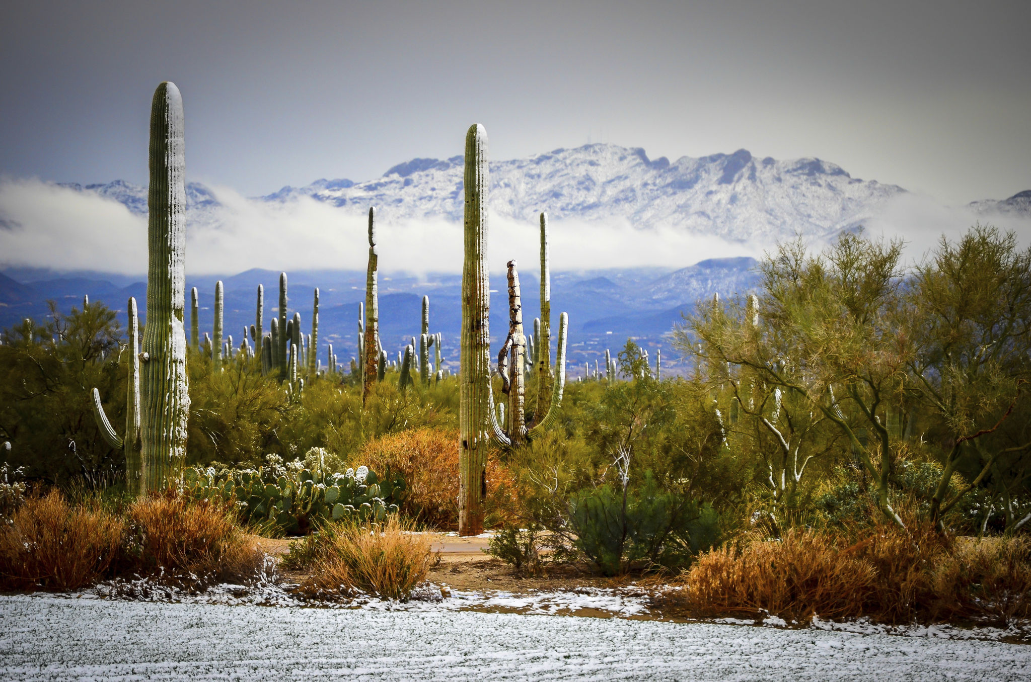 desert winter landscape