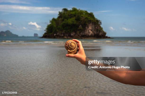 Giant Conch Shell Photos and Premium High Res Pictures - Getty Images
