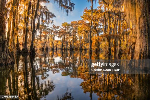 golden hour in a texas swamp - louisiana stock pictures, royalty-free photos & images