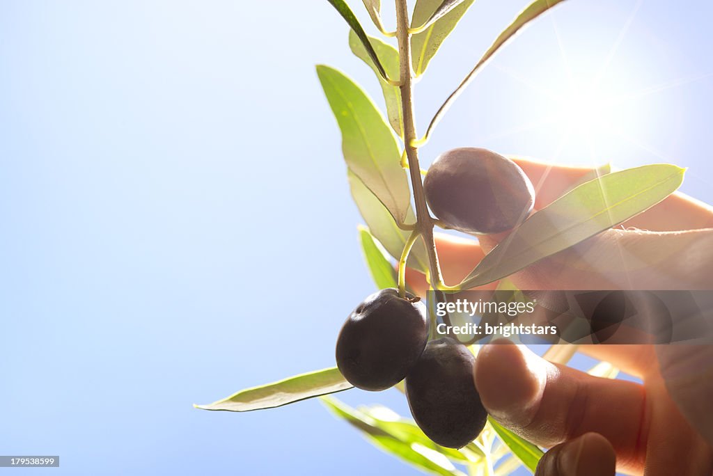 Olive branch against sunny sky