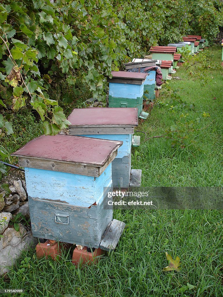 Row of beehives
