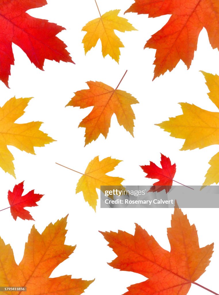 Autumn leaves in red, orange & yellow filling frame, on white.