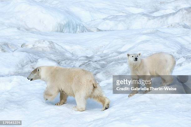 polar bear - île wrangel photos et images de collection