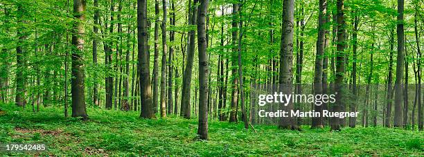 beech  forest in spring - greenery fotografías e imágenes de stock
