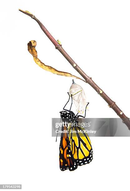 monarch butterfly - butterfly cacoon photos et images de collection