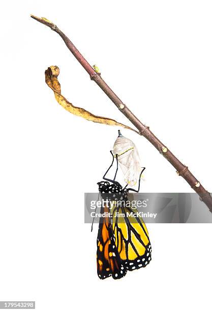monarch butterfly - kokong bildbanksfoton och bilder