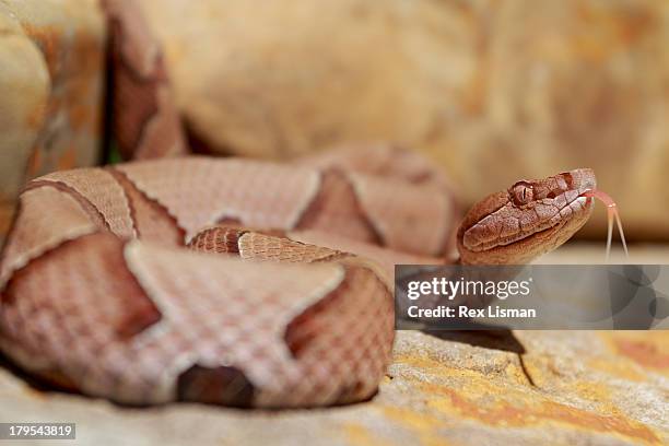 a venomous snake tests the air with it's tongue - copperhead 個照片及圖片檔