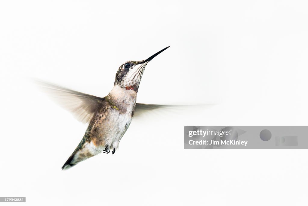 Male Ruby-throated Hummingbird