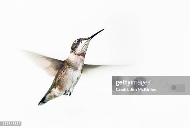 male ruby-throated hummingbird - tropical bird white background stock pictures, royalty-free photos & images