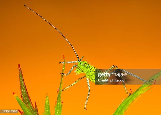 speckled bush cricket - cricket insect photos stock pictures, royalty-free photos & images
