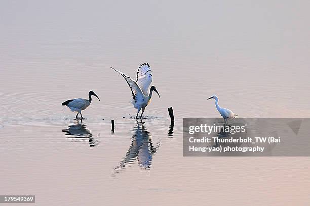 an intermediate egret and two sacred ibises - taichung stockfoto's en -beelden