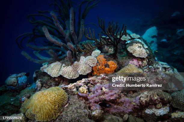 rocky reef. - soldierfish stock pictures, royalty-free photos & images